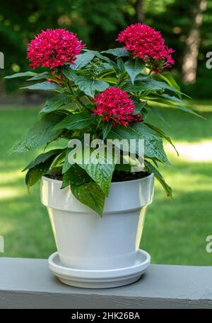 Weißer Topf voller roter pentas, Schmetterlingspflanze, genannt Lippenstift auf einem Sommerdeck im Hinterhof. Stockfoto