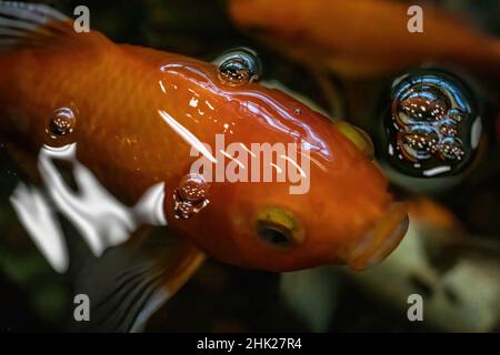 Goldfisch in einem Aquarium. Stockfoto