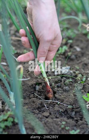 Frau pflücken junge Bio-Zwiebeln im Gewächshaus. Weibliche Hand hält frische Zwiebeln. Gartenarbeit. Stockfoto