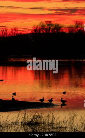 Sonnenuntergang im Teich mit Entensilhouette, Grey Lodge Wildlife Area, Kalifornien Stockfoto