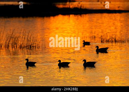 Sonnenuntergang im Teich mit Gänse-Silhouette, Grey Lodge Wildlife Area, Kalifornien Stockfoto