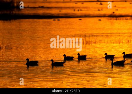 Sonnenuntergang im Teich mit Gänse-Silhouette, Grey Lodge Wildlife Area, Kalifornien Stockfoto