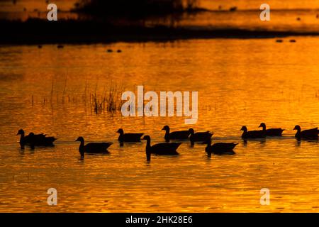 Sonnenuntergang im Teich mit Gänse-Silhouette, Grey Lodge Wildlife Area, Kalifornien Stockfoto