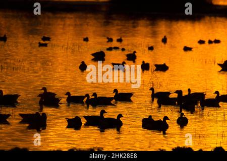 Sonnenuntergang im Teich mit Gänse-Silhouette, Grey Lodge Wildlife Area, Kalifornien Stockfoto