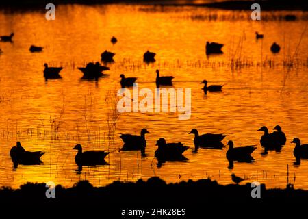 Sonnenuntergang im Teich mit Gänse-Silhouette, Grey Lodge Wildlife Area, Kalifornien Stockfoto