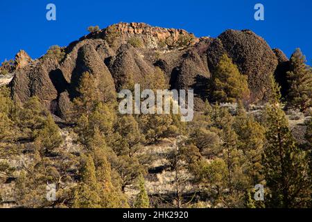 Westlicher Wacholder (Juniperus occidentalis) am Canyon Slope, Lower Crooked River National Back Country Byway, Crooked Wild und Scenic River, Oregon Stockfoto