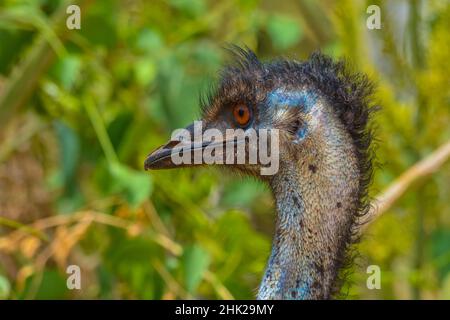 Emu nach oben Schuss in der Nähe Stockfoto