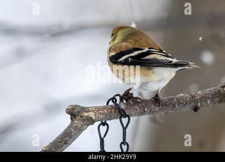 Rückansicht des männlichen American Goldfinch (Spinus tristis) auf dem Zweig im Winter schneit Stockfoto