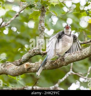 Nordamerikanischer Blauhäher ( Cyanocitta Cristata ) Stockfoto