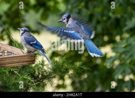 Nordamerikanischer Blauhäher ( Cyanocitta Cristata ) Stockfoto