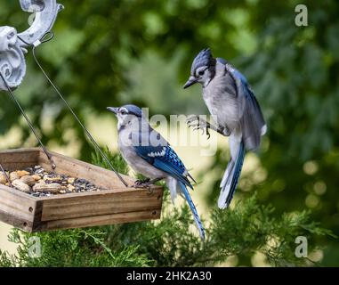 Nordamerikanischer Blauhäher ( Cyanocitta Cristata ) Stockfoto