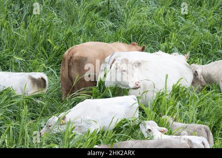 Kleine Herde von Kühen und Kälbern, die auf dem hohen Brougham Grass grasen. Charolais Stockfoto