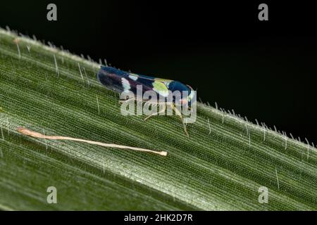 Erwachsene kleine Scharfschütze Insekte der Gattung Segonalia Stockfoto