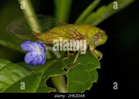 Ausgewachsener Largeclasper Cicada der Gattung Carineta Stockfoto