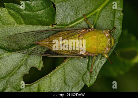 Ausgewachsener Largeclasper Cicada der Gattung Carineta Stockfoto