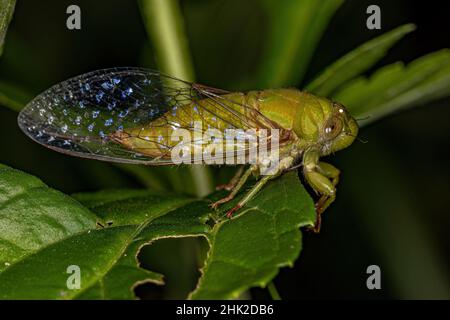 Ausgewachsener Largeclasper Cicada der Gattung Carineta Stockfoto