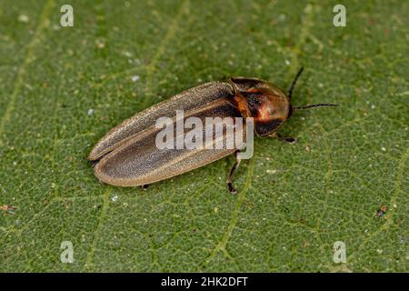 Erwachsener Firefly Beetle der Familie Lampyridae Stockfoto