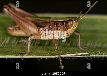 Ausgewachsene, schräg gesichtige Heuschrecke der Stammesorfellini Stockfoto