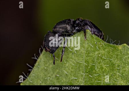 Erwachsene Schildkrötenamotte der Gattung Ccephyotes Stockfoto