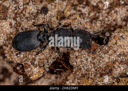 Erwachsene Schildkrötenamotte der Gattung Ccephyotes Stockfoto