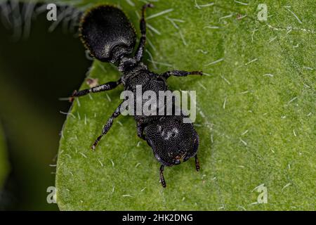 Erwachsene Schildkrötenamotte der Gattung Ccephyotes Stockfoto