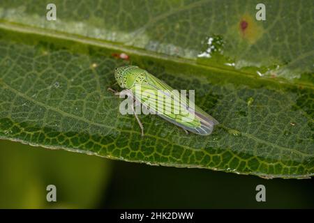 Erwachsene kleine Scharfschütze Insekt der Gattung Hortensia Stockfoto