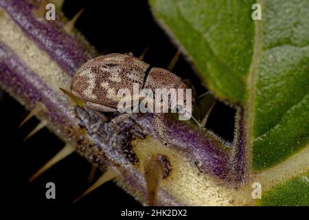 Adulter Breitnasen-Weevil des Stammes Naupactini Stockfoto