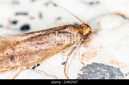 Tinea pellionella, die Tasche trägt Kleidung Motte, super Makro-Foto Stockfoto