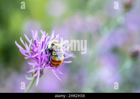 Hummel mit Pollen bedeckt auf einer violetten Grasblüte in Wisconsin. Stockfoto