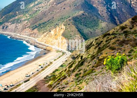 Gelbe Blüten entlang der Küste des Pacific Coast Highway Stockfoto