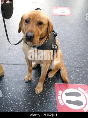 Los Angeles, Kalifornien, USA 1st. Februar 2022 AK9 Hund bei Paramount Pictures 'Jackass Forever' US-Premiere im TCL Chinese Theatre am 1. Februar 2022 in Los Angeles, Kalifornien, USA. Foto von Barry King/Alamy Live News Stockfoto