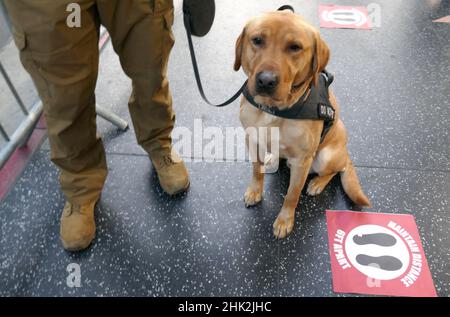 Los Angeles, Kalifornien, USA 1st. Februar 2022 AK9 Hund bei Paramount Pictures 'Jackass Forever' US-Premiere im TCL Chinese Theatre am 1. Februar 2022 in Los Angeles, Kalifornien, USA. Foto von Barry King/Alamy Live News Stockfoto