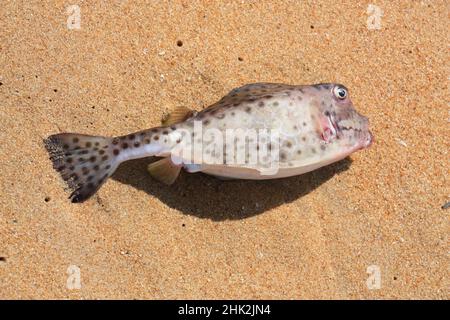Der Fisch wurde von einem Fischer im Meer gefangen und liegt an der Küste mit Sand bedeckt. Cynoscion nebulosus Stockfoto