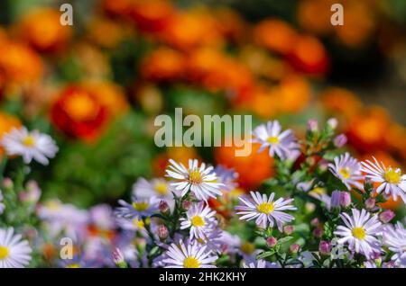 Tagesetes und alpine Aster in einem Blumenbeet. Orangene und blaue Zierblumen. Floristik. Selektiver Fokus. Stockfoto
