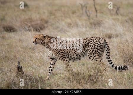 Afrika, Kenia, Laikipia Plateau, Ol Pejeta Conservancy. Eineinziger männlicher Gepard, gefährdete Arten. Stockfoto