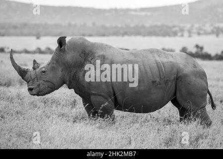 Afrika, Kenia, Laikipia Plateau, Ol Pejeta Conservancy. Südliches Weißnashorn (Ceratotherium simum simum) einarmiges Männchen. Stockfoto