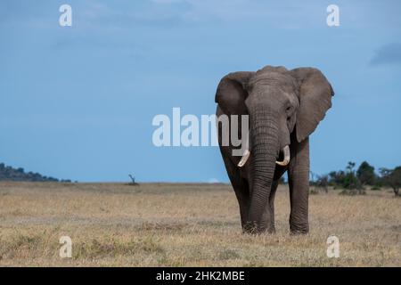 Afrika, Kenia, Laikipia Plateau, Ol Pejeta Conservancy. Einsamer afrikanischer Elefant Stockfoto