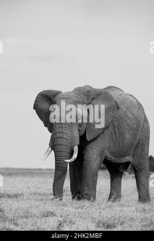 Afrika, Kenia, Laikipia Plateau, Ol Pejeta Conservancy. Afrikanischer Elefant Stockfoto