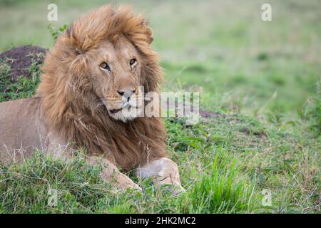 Afrika, Kenia, Northern Serengeti Plains, Maasai Mara. Männlicher Löwe Stockfoto