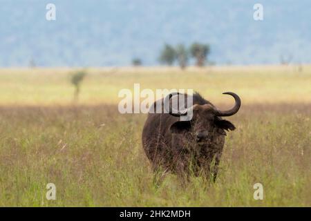 Afrikanischer Büffel (Syncerus caffer), Tsavo, Kenia. Stockfoto