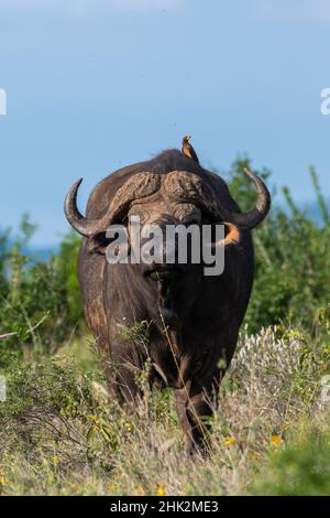 Gelbschnabelsauger (Buphagus africanus) auf einem Kapbüffel (Syncerus caffer), Tsavo, Kenia. Stockfoto
