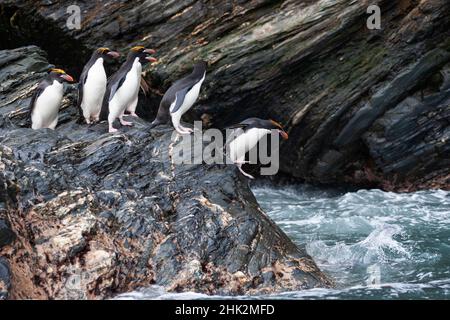 Südsee, Südgeorgien, Cooper Bay. Makkaroni-Pinguine stehen auf einem Felsvorsprung, bevor sie sich in das tote Meer absetzen. Stockfoto