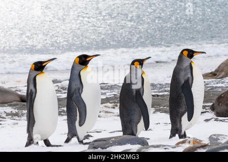 Südsee, Südgeorgien, Salisbury Plain. Vier Erwachsene Königspinguine Reihen sich am schneebedeckten Strand an. Stockfoto