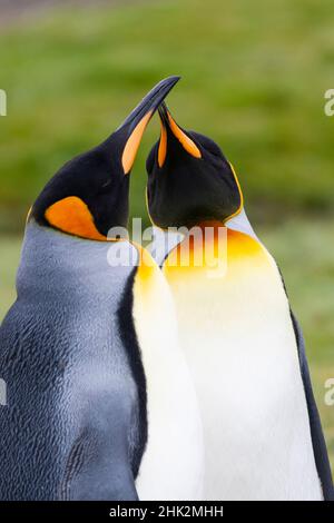 Südsee, Südgeorgien. Porträt von zwei umwerfenden Königspinguinen. Stockfoto