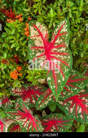Nahaufnahme von grünen und roten Blättern einer Caladium-Bicolor. Stockfoto