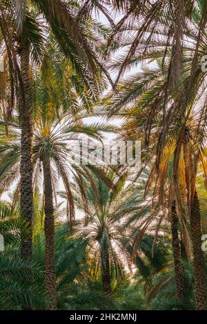 Naher Osten, Arabische Halbinsel, Oman, Ad Dakhiliyah, Nizwa. Palmen in Nizwa, Oman. Stockfoto