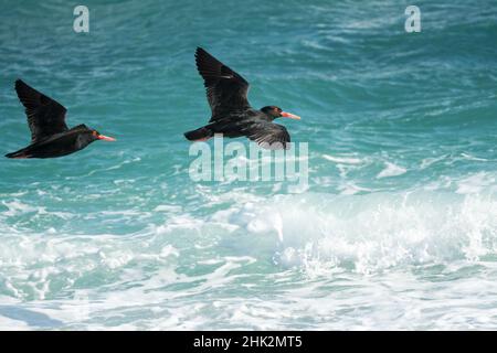 Afrikanische schwarze Austernfischer (Haematopus moquini) fliegen in freier Wildbahn über türkisblaues Meer am Westkap in Südafrika Stockfoto