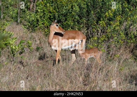 Afrika, Kenia, Ol Pejeta Conservancy. Mutter Impala mit Neugeborenem. Stockfoto