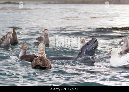 Südlicher Ozean, Südgeorgien, Leopardenrobbe. nördlicher Riesensturmläufer. Eine Gruppe von Riesensturmvögeln bleibt um eine Leopardenrobbe herum und hofft auf Überreste von ihrem KI Stockfoto