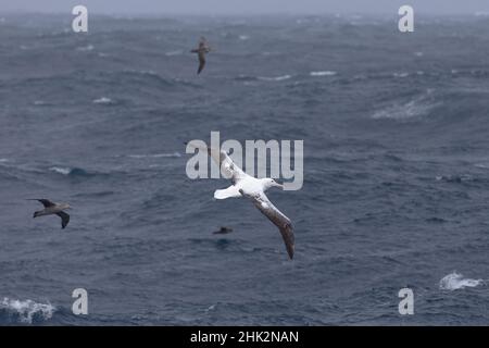 Südlicher Ozean, Südgeorgien, südlicher königlicher Albatros, Diomedea epomophora. Ein südlicher königlicher Albatros schwebt über dem rauen Meer in der Nähe von Südgeorgien. Stockfoto